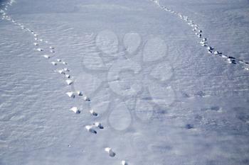 footprints in the snow