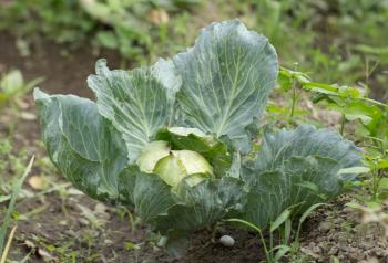 cabbage in a garden outdoors