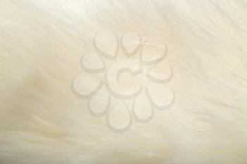 background of white fur