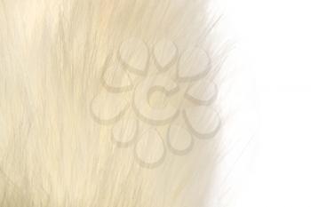 background of white fur
