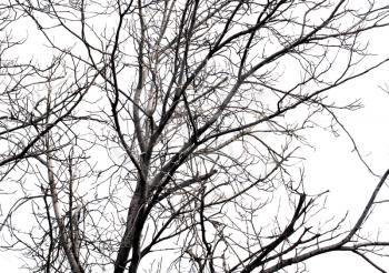 branches of dead tree silhouette on white background