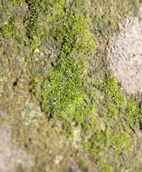 beautiful background of green moss. macro