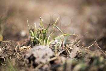 sprouting grass. macro