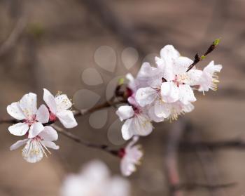 beautiful flowers on a tree. macro