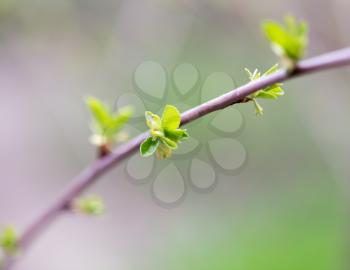 the opened buds on a tree branch