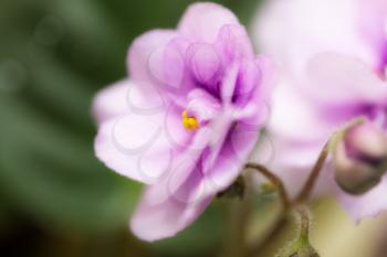 violet flowers. macro