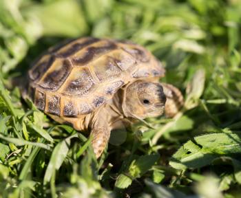 turtle in nature