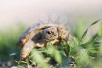 turtle in nature