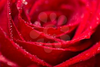 water drops on roses. macro