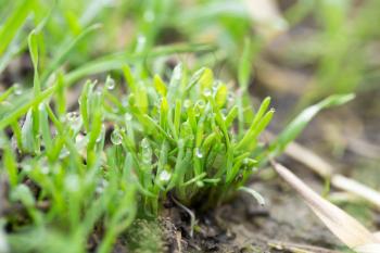 drops of dew on the grass. macro