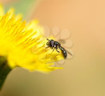 fly on a yellow dandelion. macro