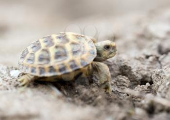 turtle in nature