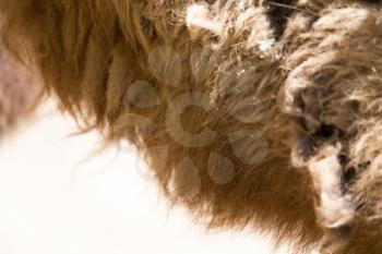 background of camel wool