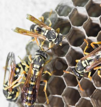 Wasps on comb