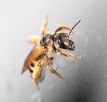 bee on the glass. macro