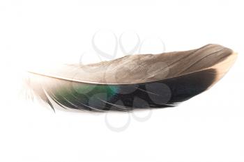 feather on white background