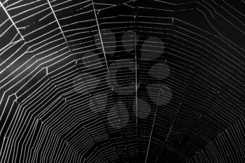 White spider's net isolated on a black background.