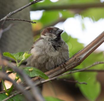 sparrow in nature