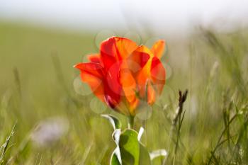 red tulip on the wild nature