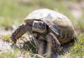 turtle in nature