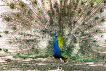 beautiful bird peacock