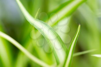 background of green grass plants