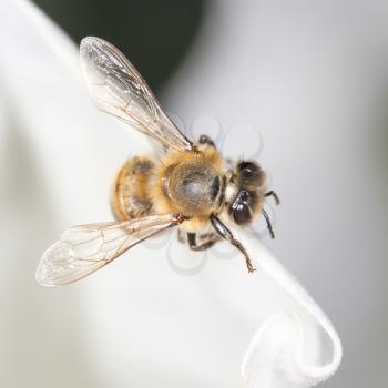 bee on a white flower. close-up
