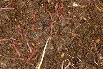 red worm manure