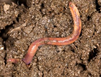 red worm manure