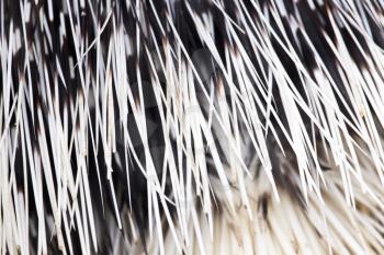 porcupine quills as a background