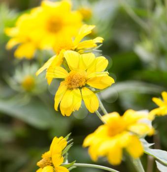 yellow flower in nature