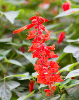 beautiful red flower in nature