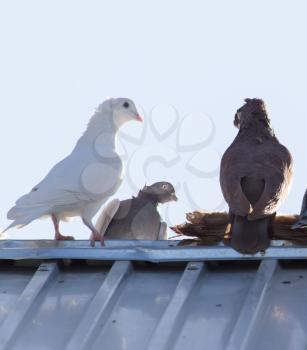 pigeons on the roof