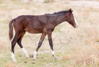 horse on nature