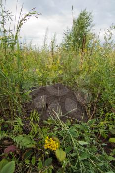 anthill in nature