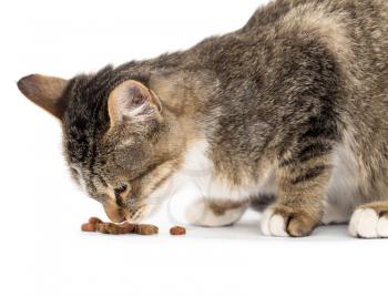 cat eats on white background