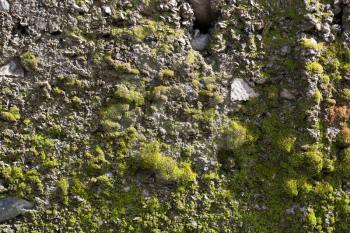 moss on concrete. macro