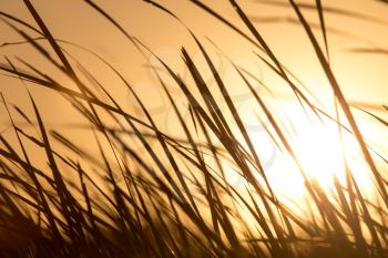 sunset in the reeds on the nature