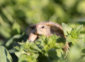 turtle in nature