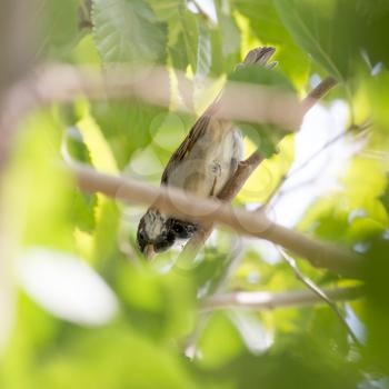 Sparrow on a tree