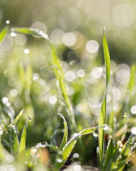 water drops on a green grass