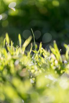 beautiful dew on the grass