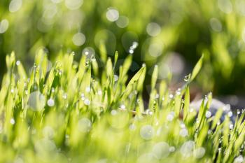 grass with drops of dew