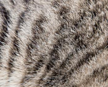 background of the cat's fur