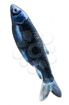 fish in the inversion on a white background