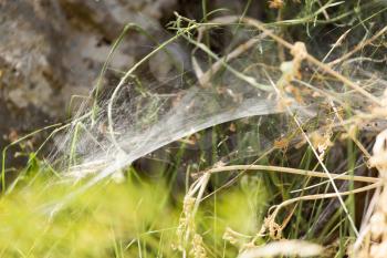 old spider webs in nature