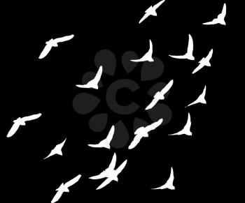 flock of pigeons on a black background