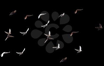 flock of pigeons on a black background