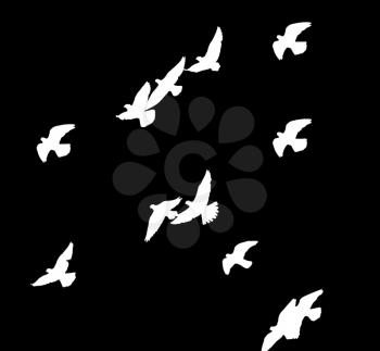 flock of pigeons on a black background