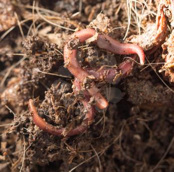 red worms in compost - bait for fishing